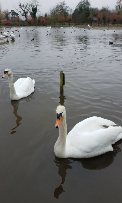 Winter is the best time to visit Slimbridge, when wild swans congregate here in huge numbers.