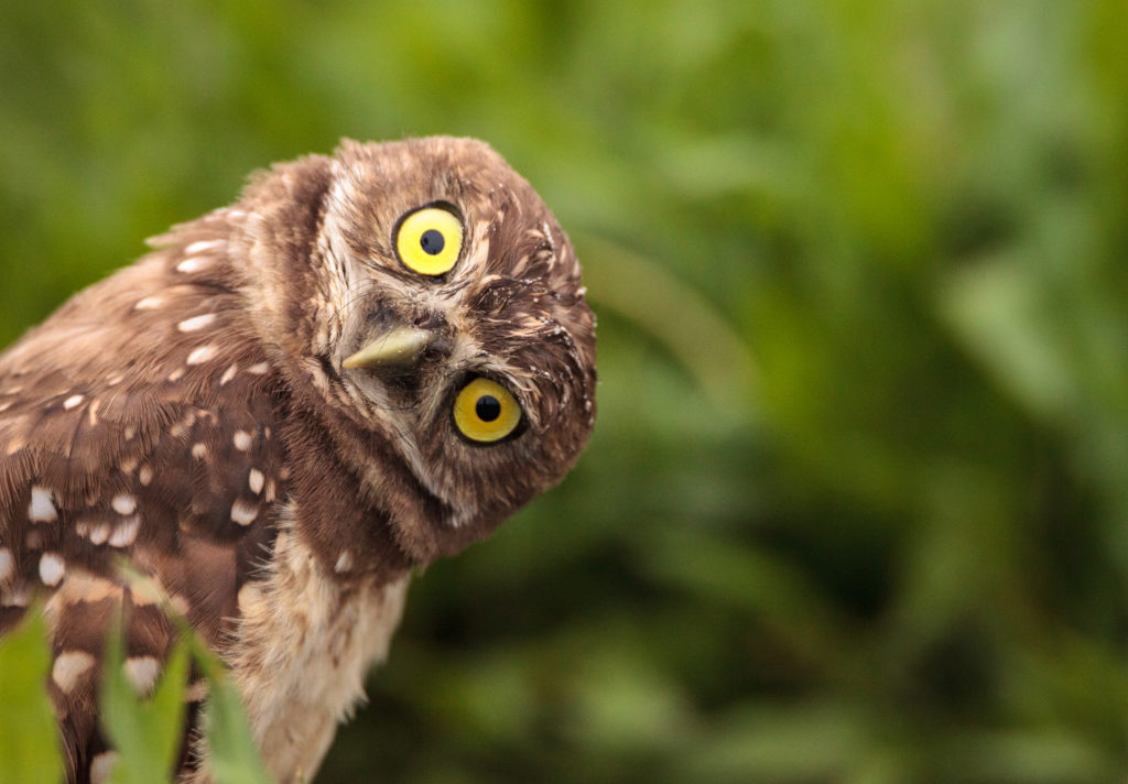 See amazing birds at Cotswold Falconry Centre - a great family destination.