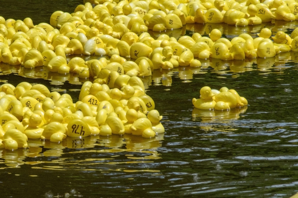 Attending a duck race is perhaps an unusal thing to do - the Boxing Day Duck Race at Bibury is a popular and fun charity event.