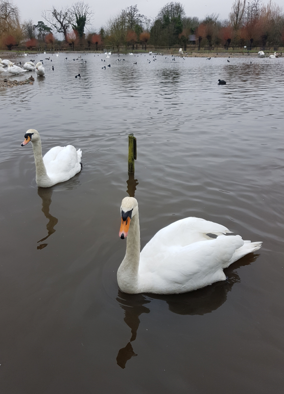 Slimbridge Wetland Centre attracts thousands of birds during the winter.