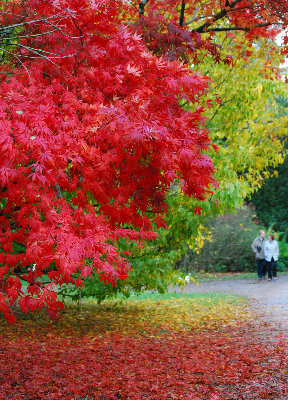 Westonbirt Arboretum is famous for its spectacular displays of colourful foliage in the autumn.